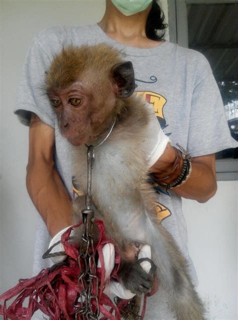 Baby monkeys getting tortured. . Baby monkey beaten